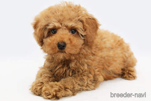 成約済の神奈川県のトイプードル-300278の2枚目